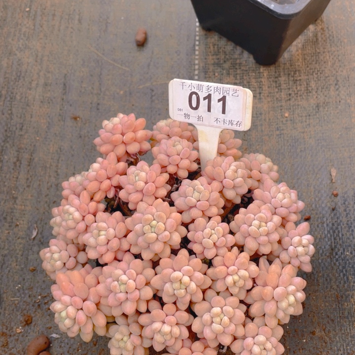 谢谢你的支持0000011