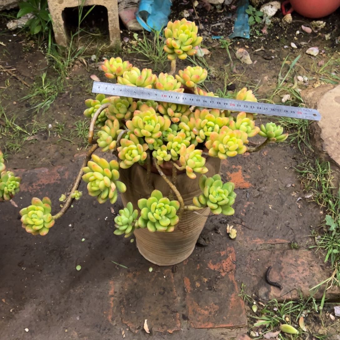 露养老桩脱土裸根春萌