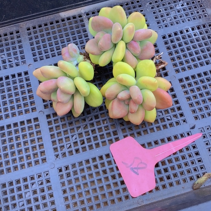 小***璃这个我都看出来这不是