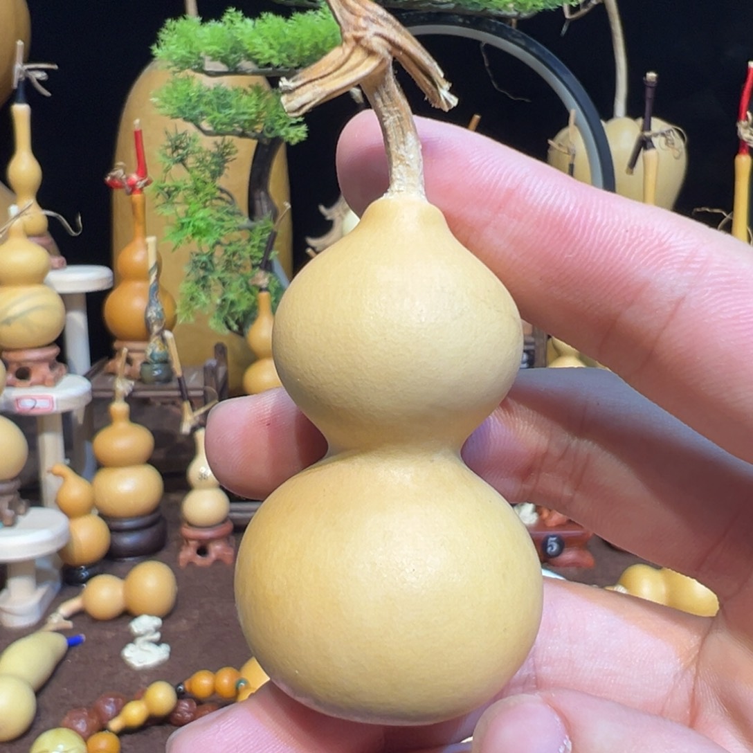 精品天津嘴葫芦小短嘴