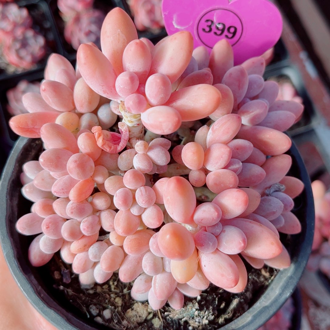 399号小老桩婴儿手指群