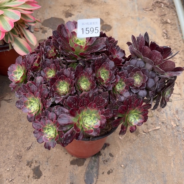 安娜锦多肉法师1595