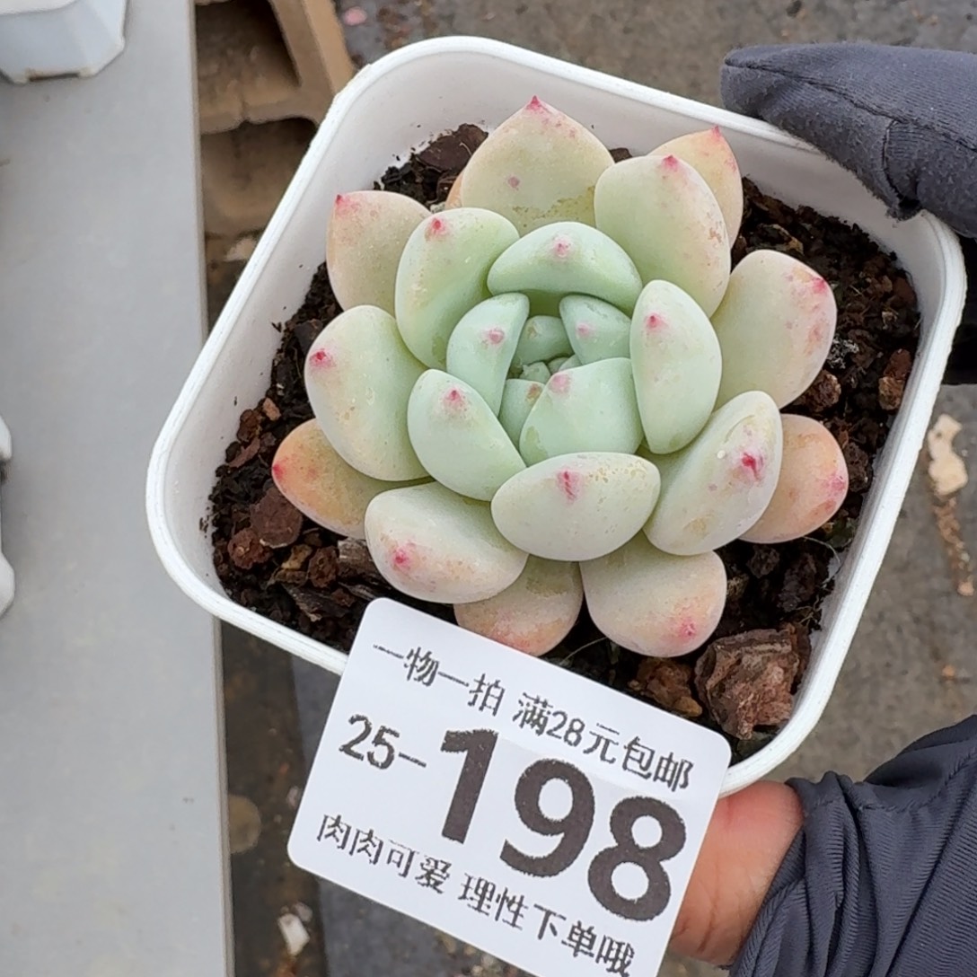 望舒无盆土发货无