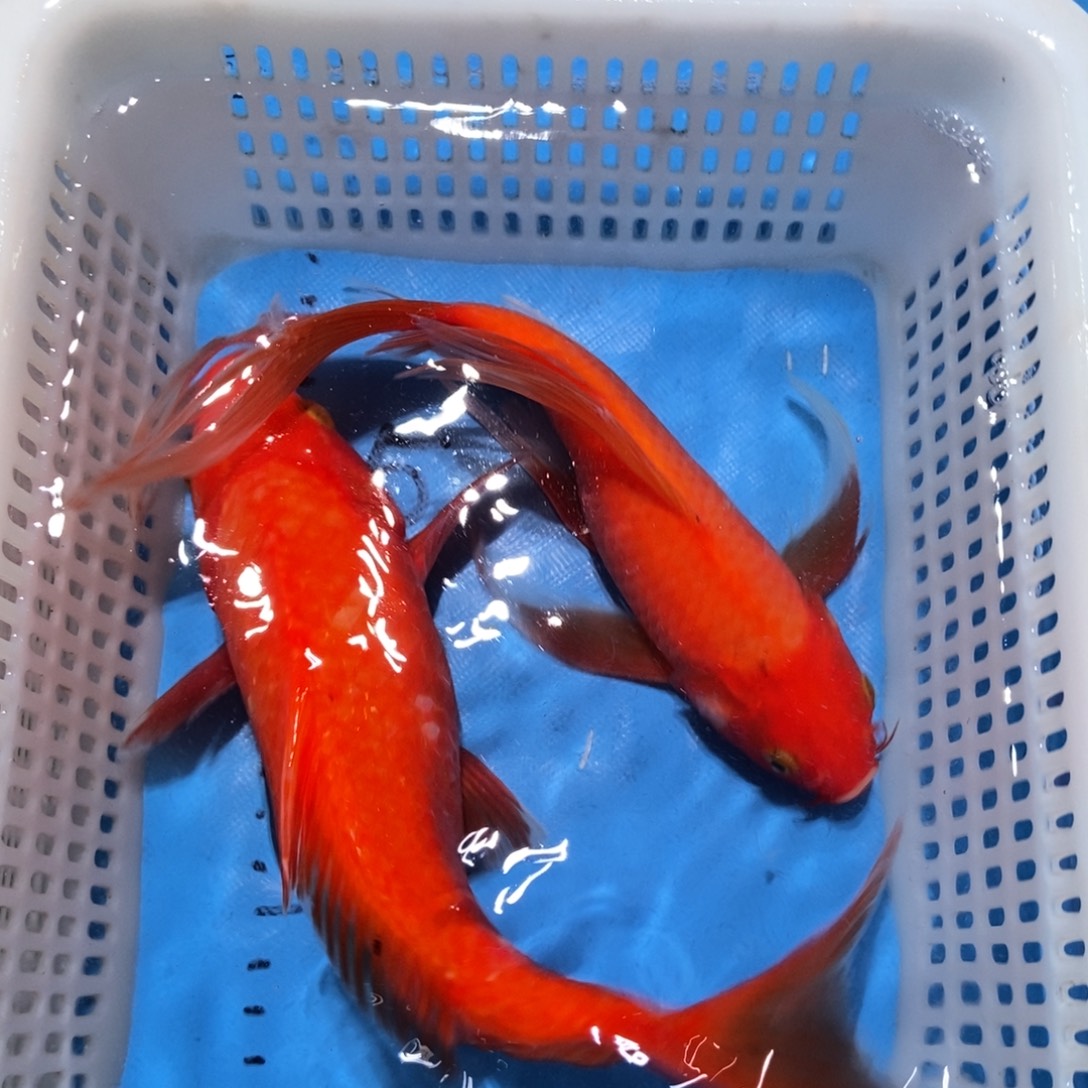 锦鲤锦鲤包邮包售后