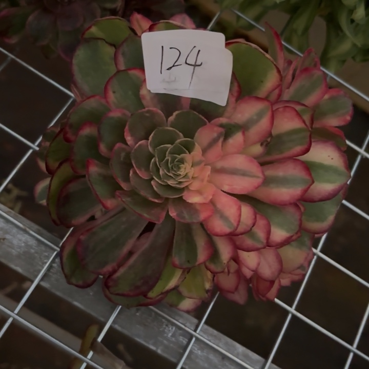 温***修无花朵124 特价黑魔锦无售后