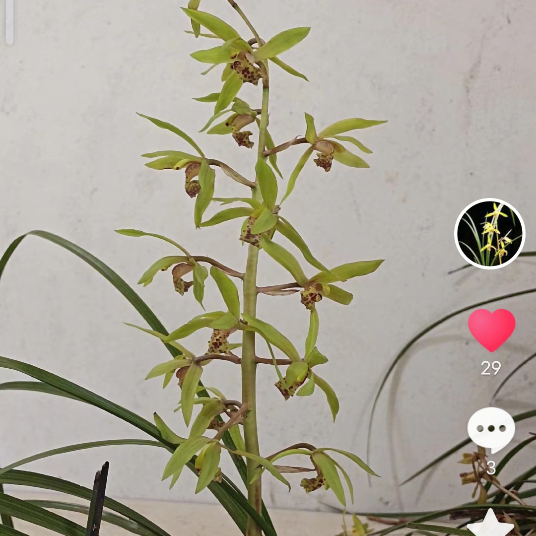 杜鹃花盆景绿植包邮