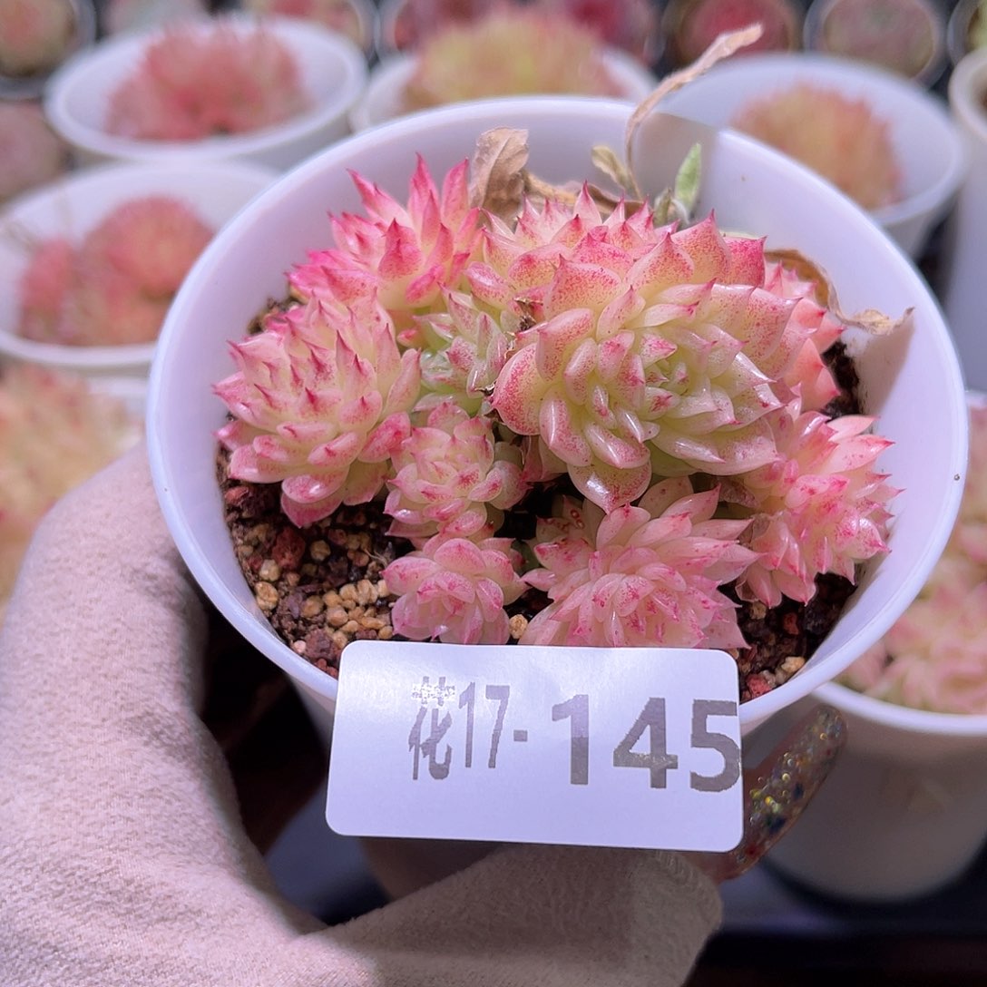 花利美17-145麦秆群