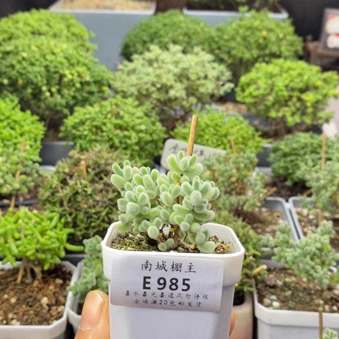 985实生优选冰晶枝干