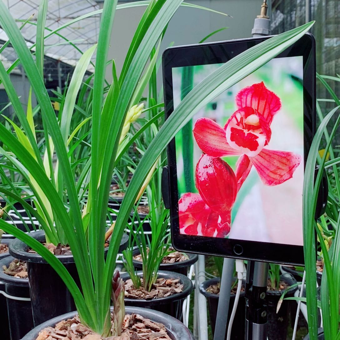 大部分花苞少量开放