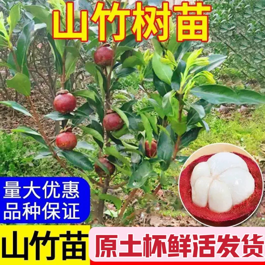 山竹苗广西原产地发货一物一拍