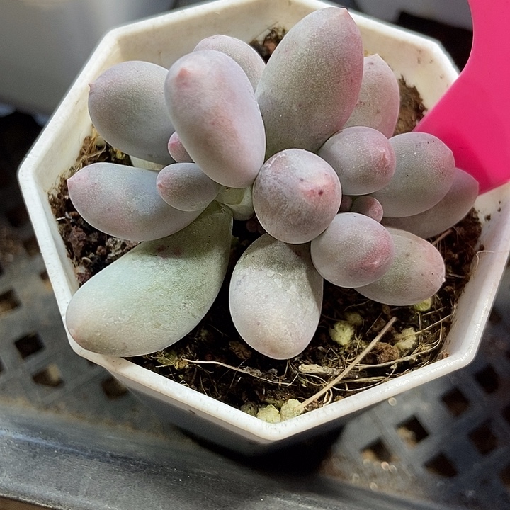 多肉植物米可奶117