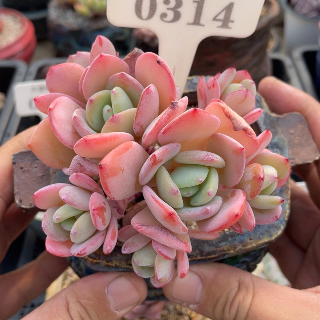 0314白月光不带盆10厘米