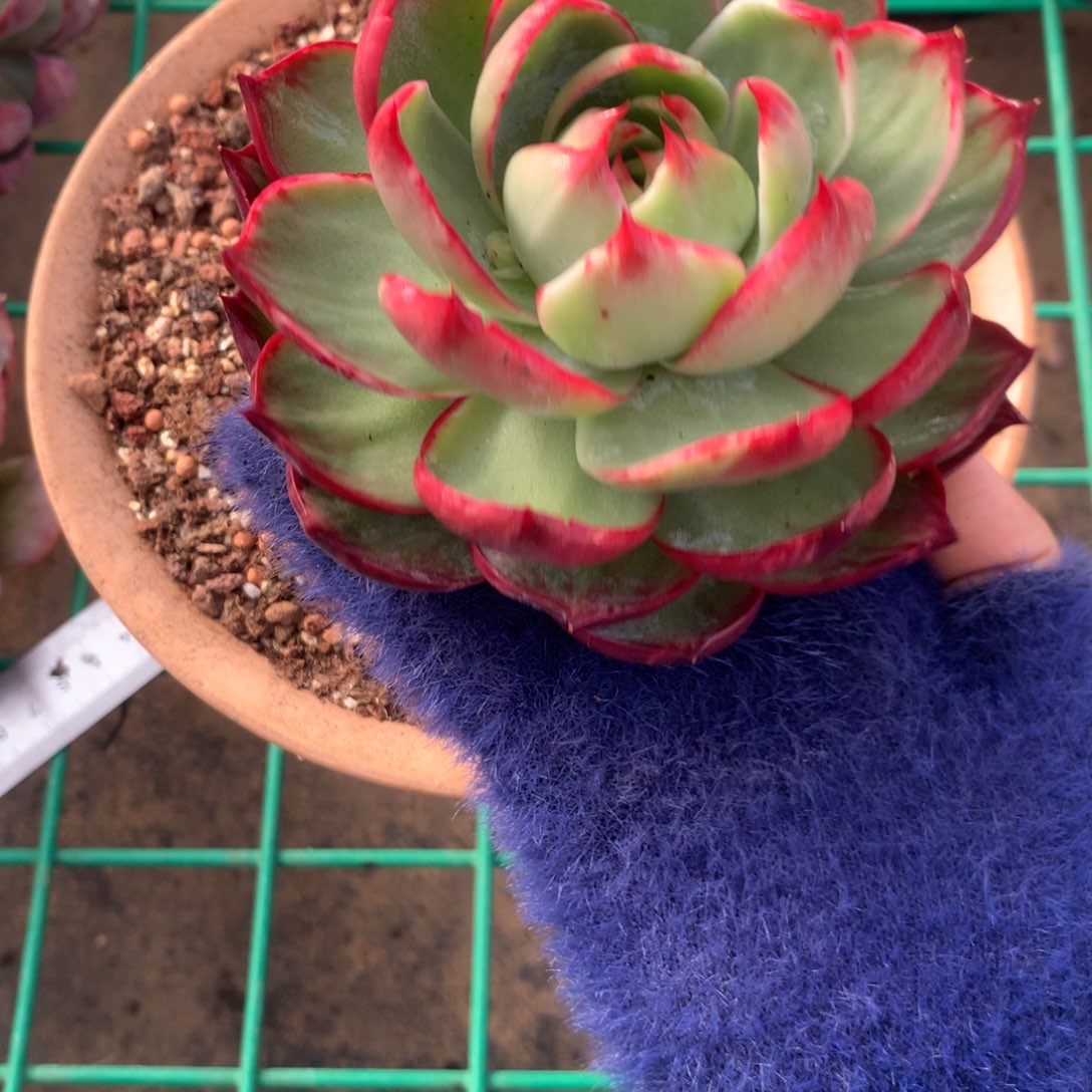 2502号多肉植物12厘米