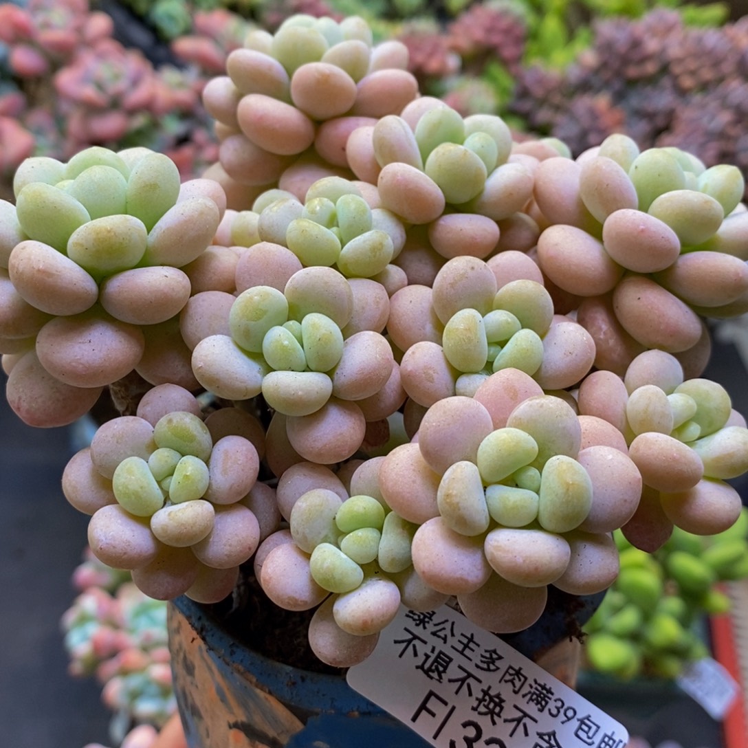 321洛可可12cm多肉