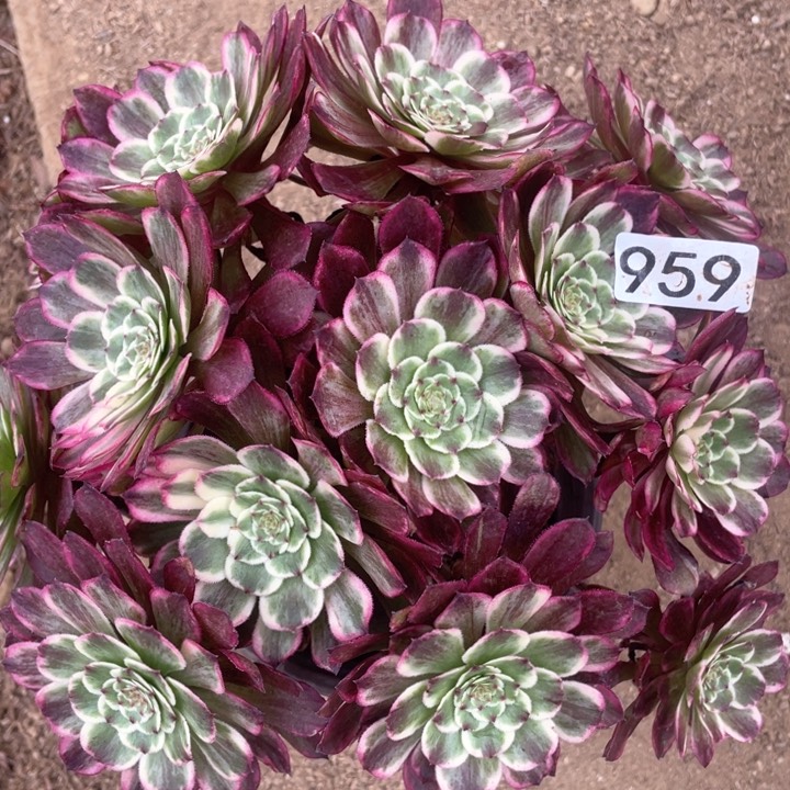 959多肉植物彩墨画