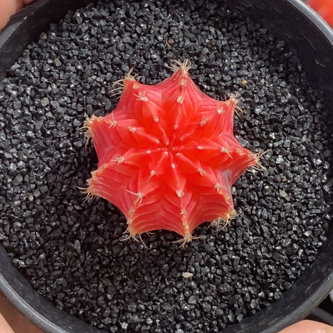 精品米哈—脱土发货42