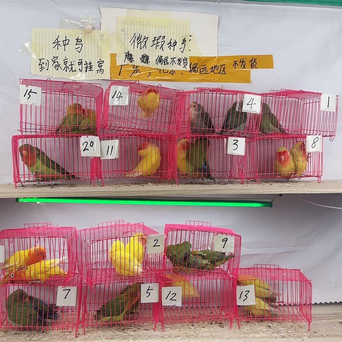 华***仔虎皮鹦鹉一物一拍