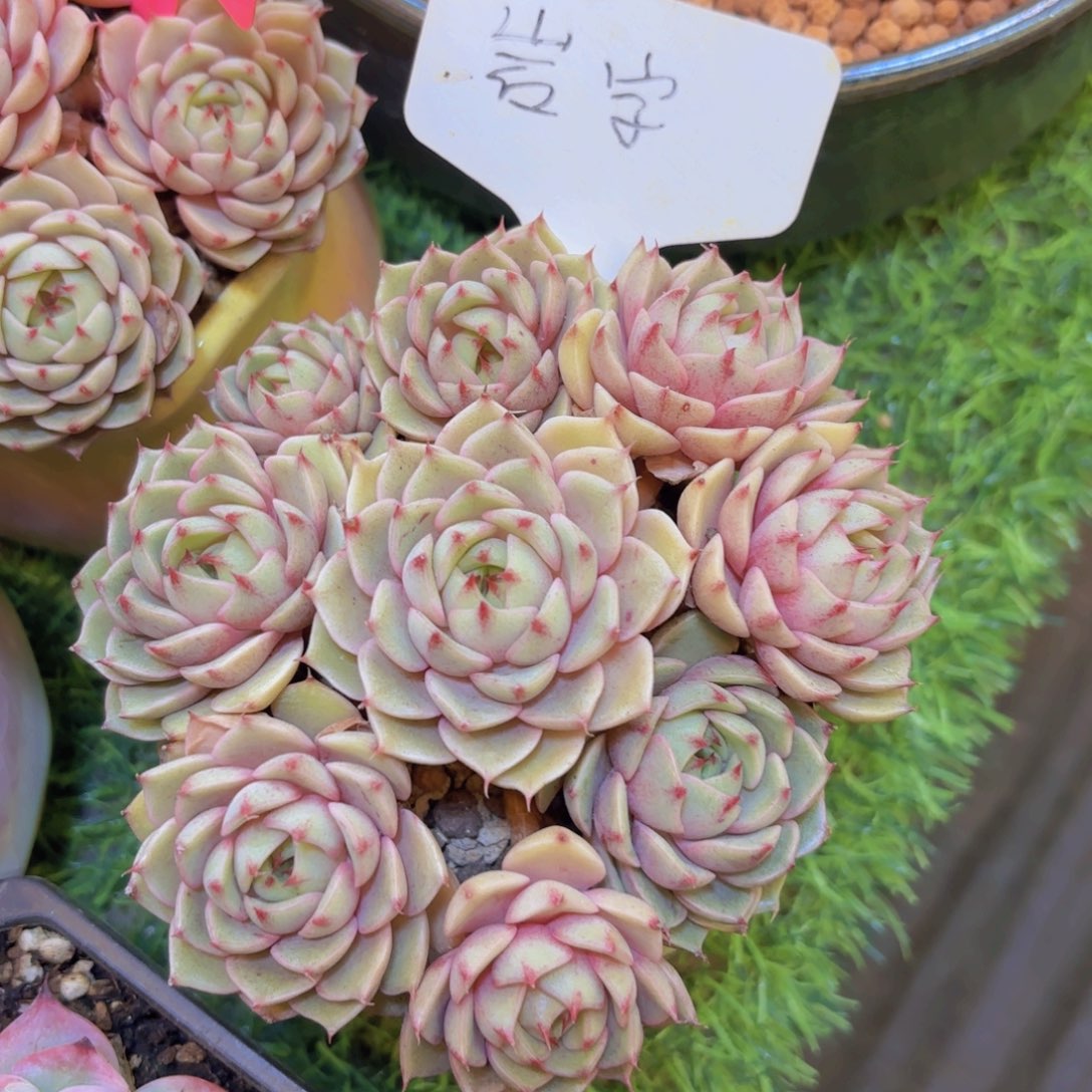 睿***园云南金致家精品多肉