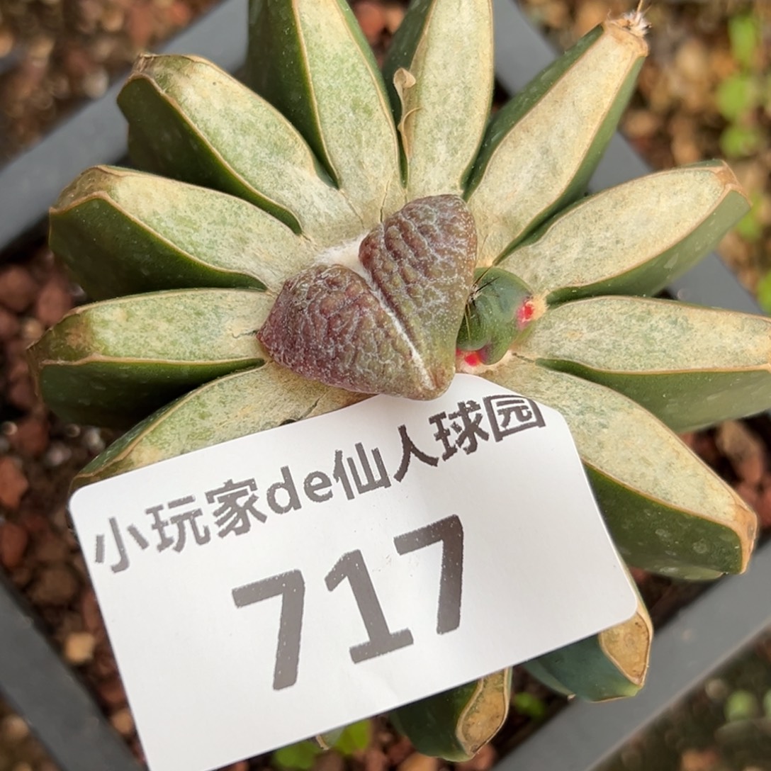 笑***云717 仙人球的比赛将于