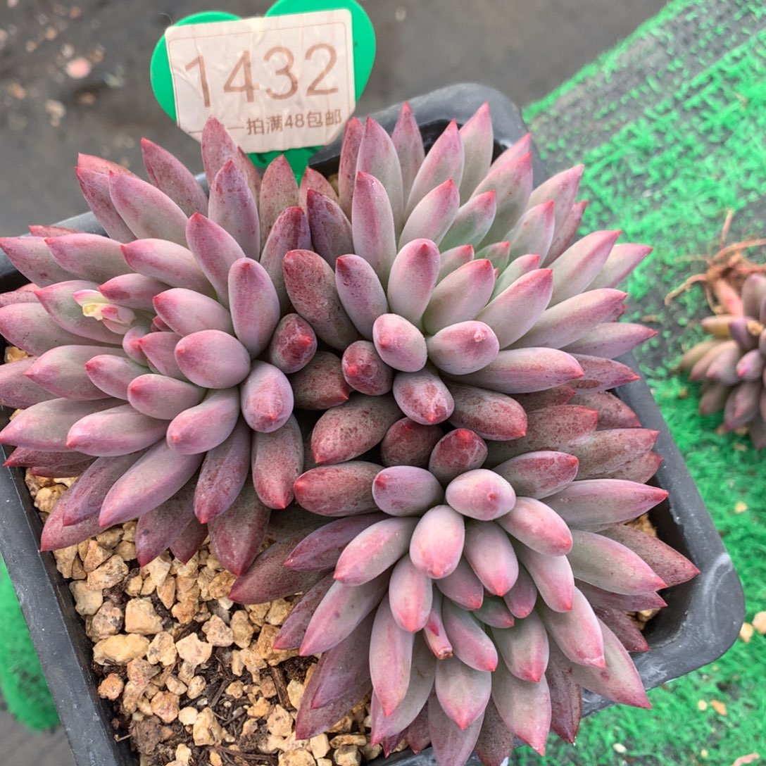 车厘子美人老桩一物一拍