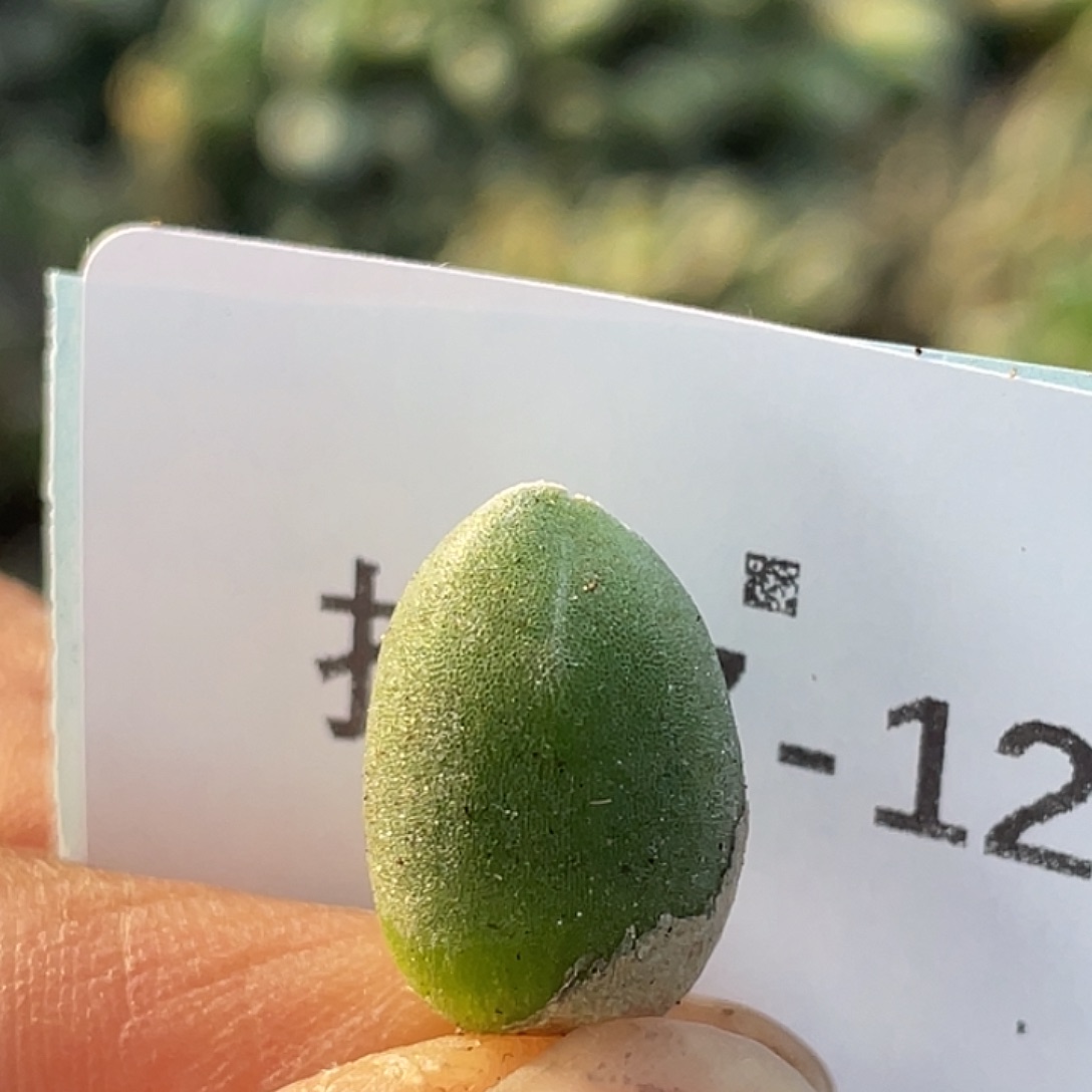 27-125哈默兔多肉植物