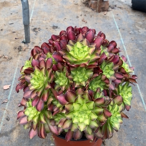 韶华多肉植物019