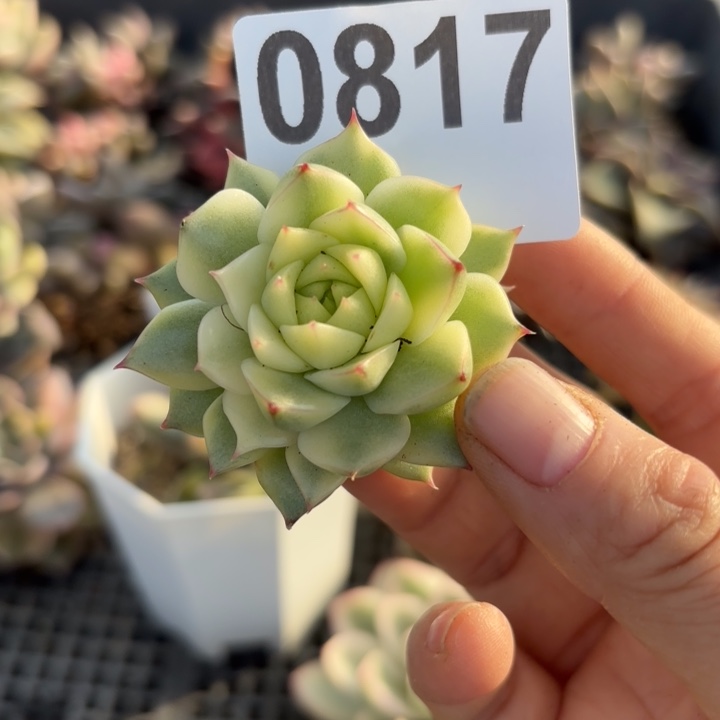 多肉植物满18包邮当场凑单