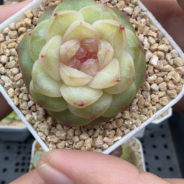 834号仙音风花雪月