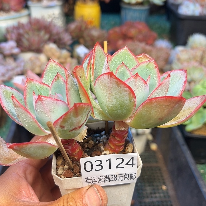 幸运的是我还没遇到