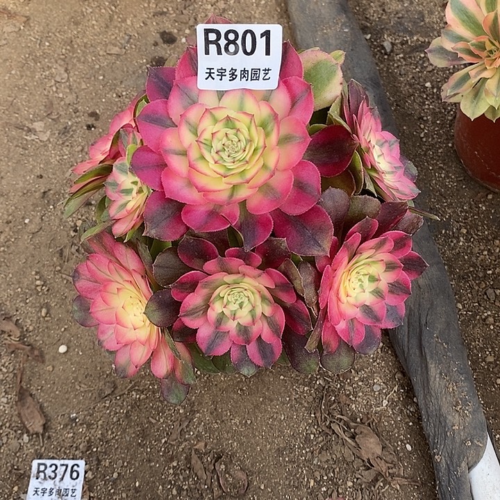多肉植物荔枝801多肉