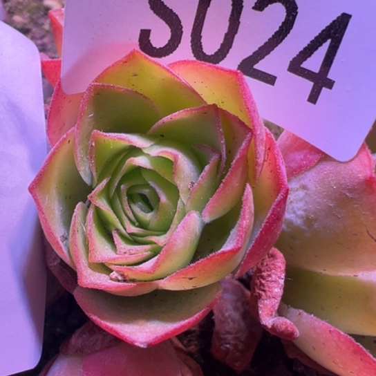 指***彩三碗024 若初x各种侧芽