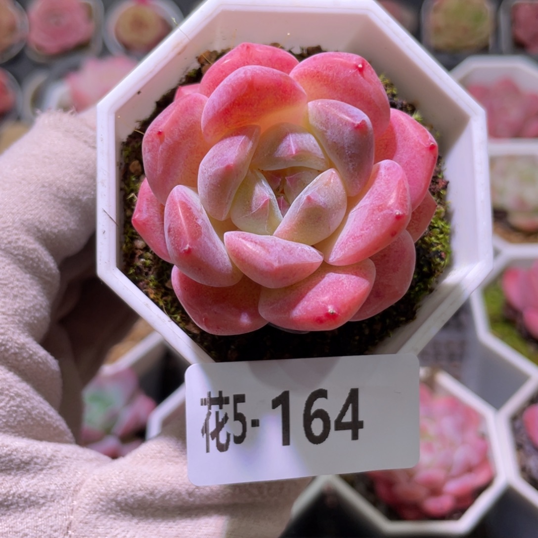 花利美5-164精选糖心