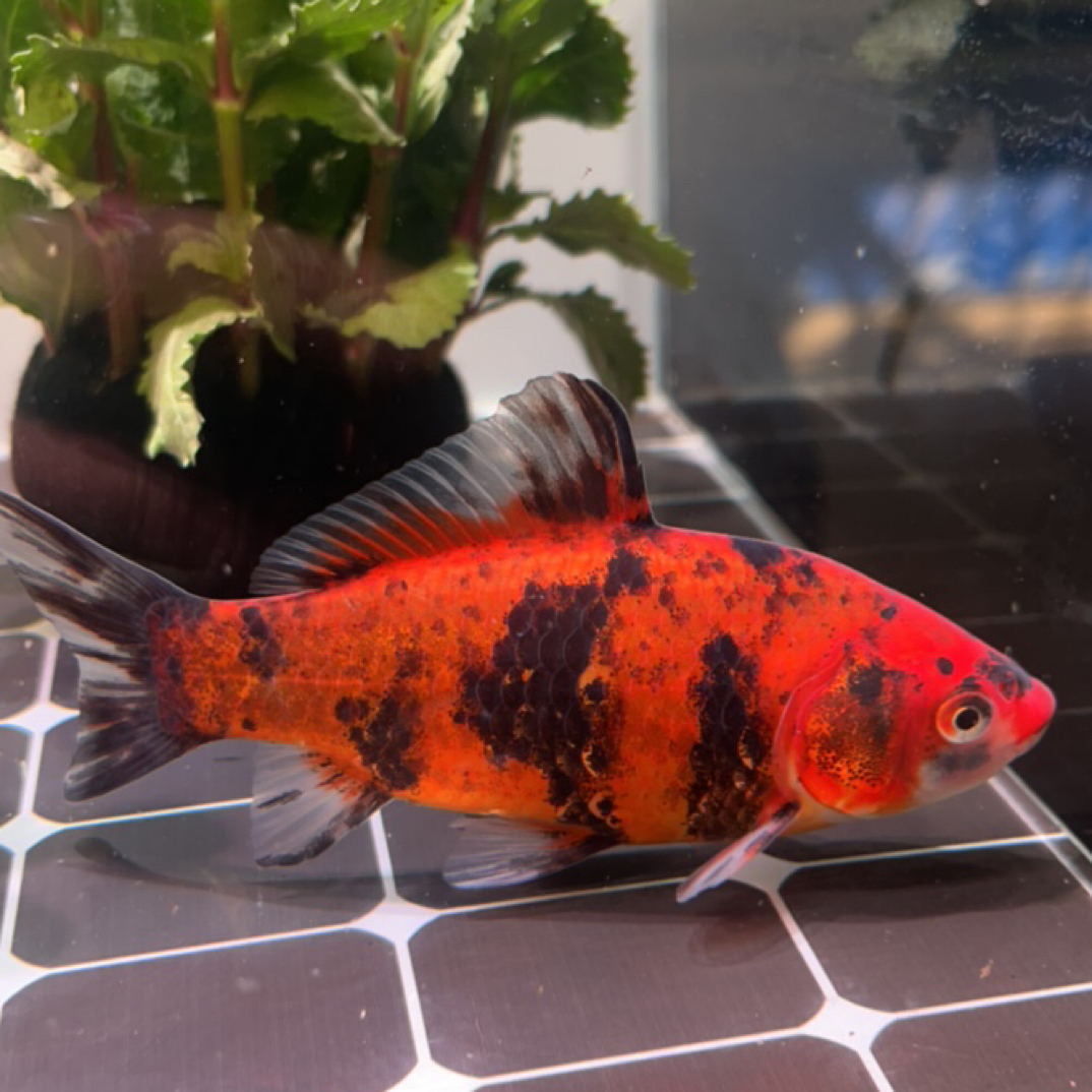 35号11-12公分缎带红虎短尾草金鱼（母鱼）