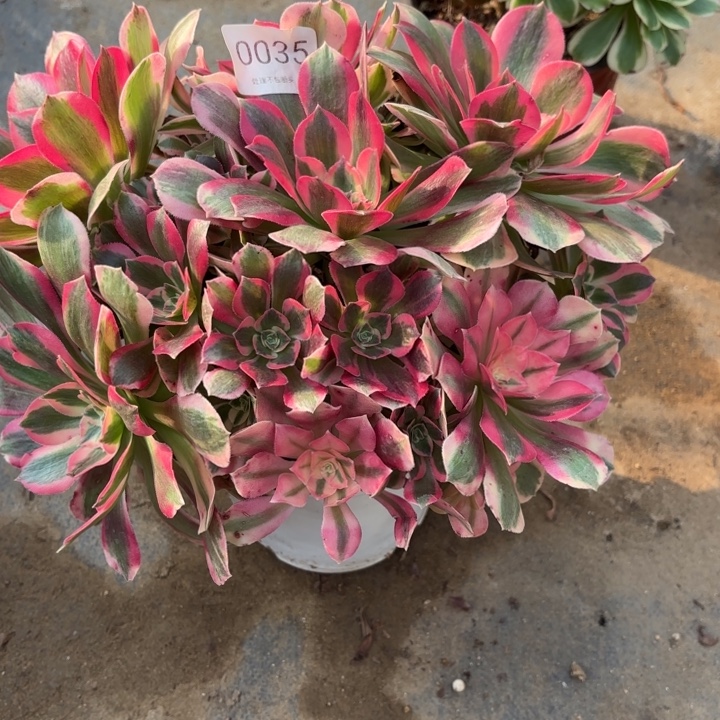 妖月多肉处理不包断头0035