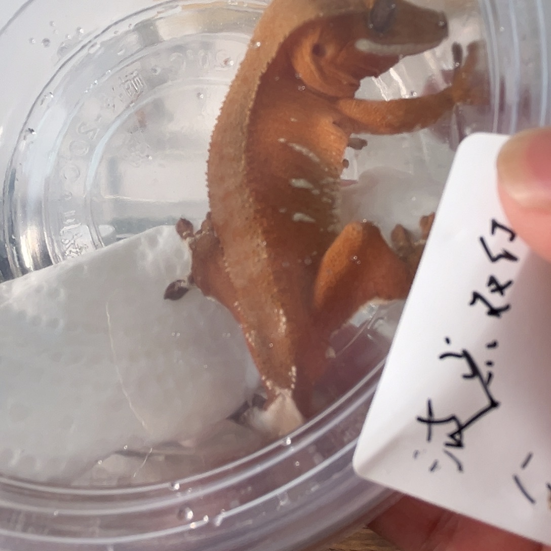 睫角守宫睫角守宫一物一图