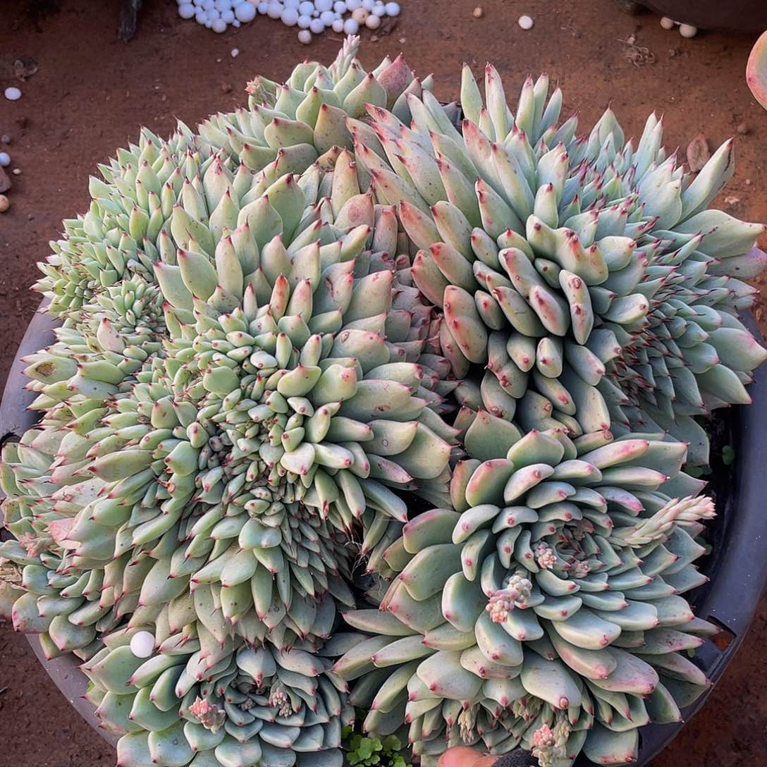 缀化绿爪48多肉带盆土