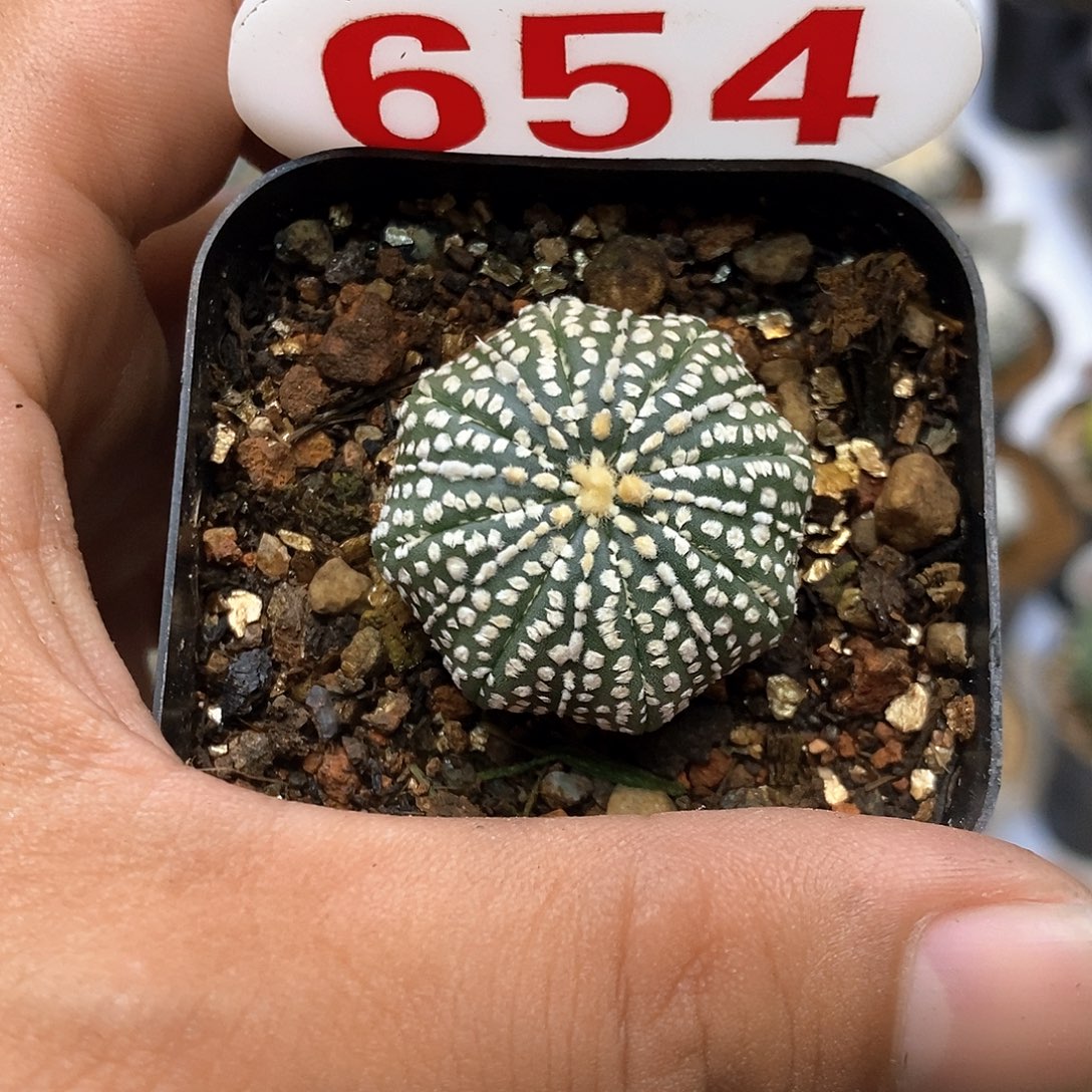 654福利特价咯啦了奇迹
