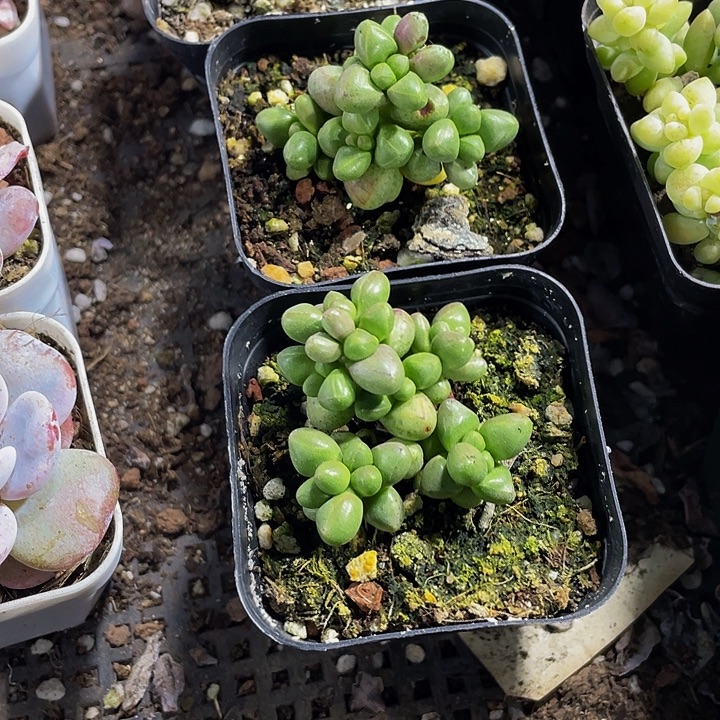 紫光2.8带盆土发货