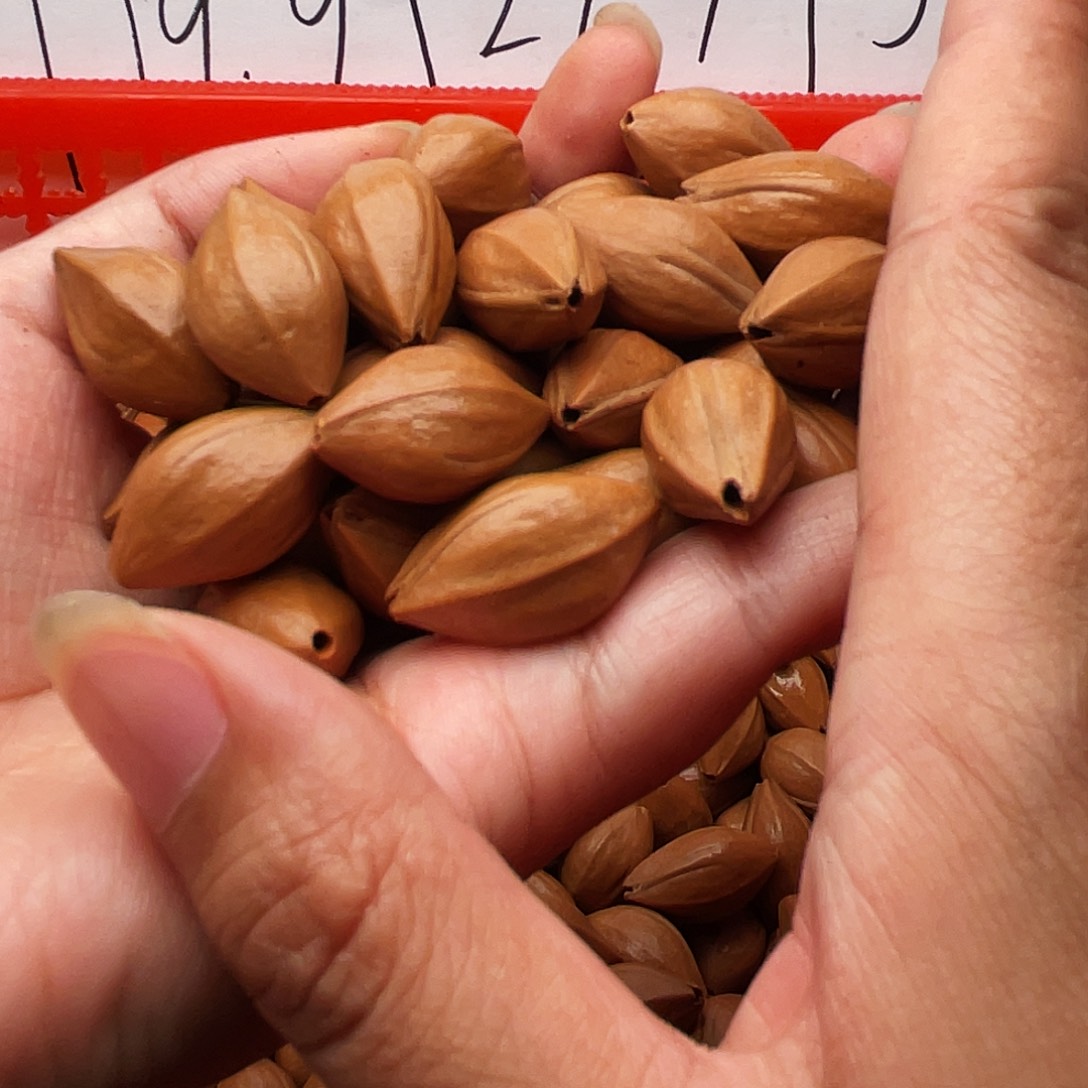 橄榄核手串/手链南*橄榄