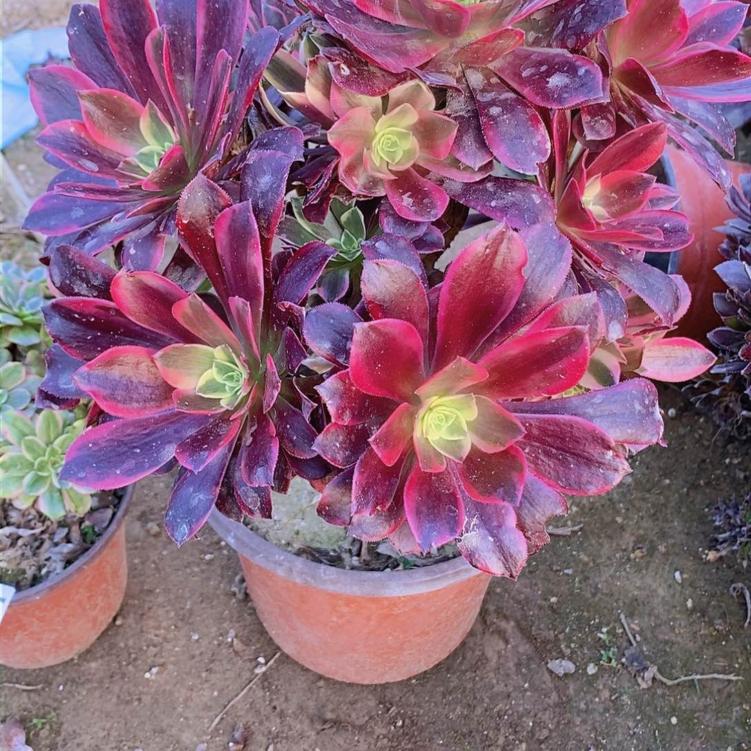 166 号一物一拍多肉植物