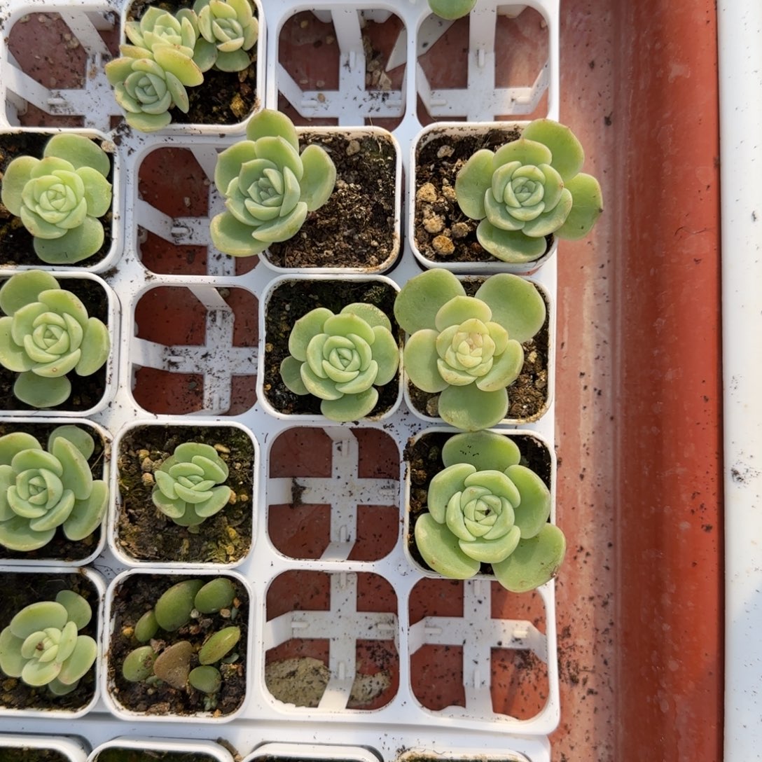 海月盆新床一个满25包邮