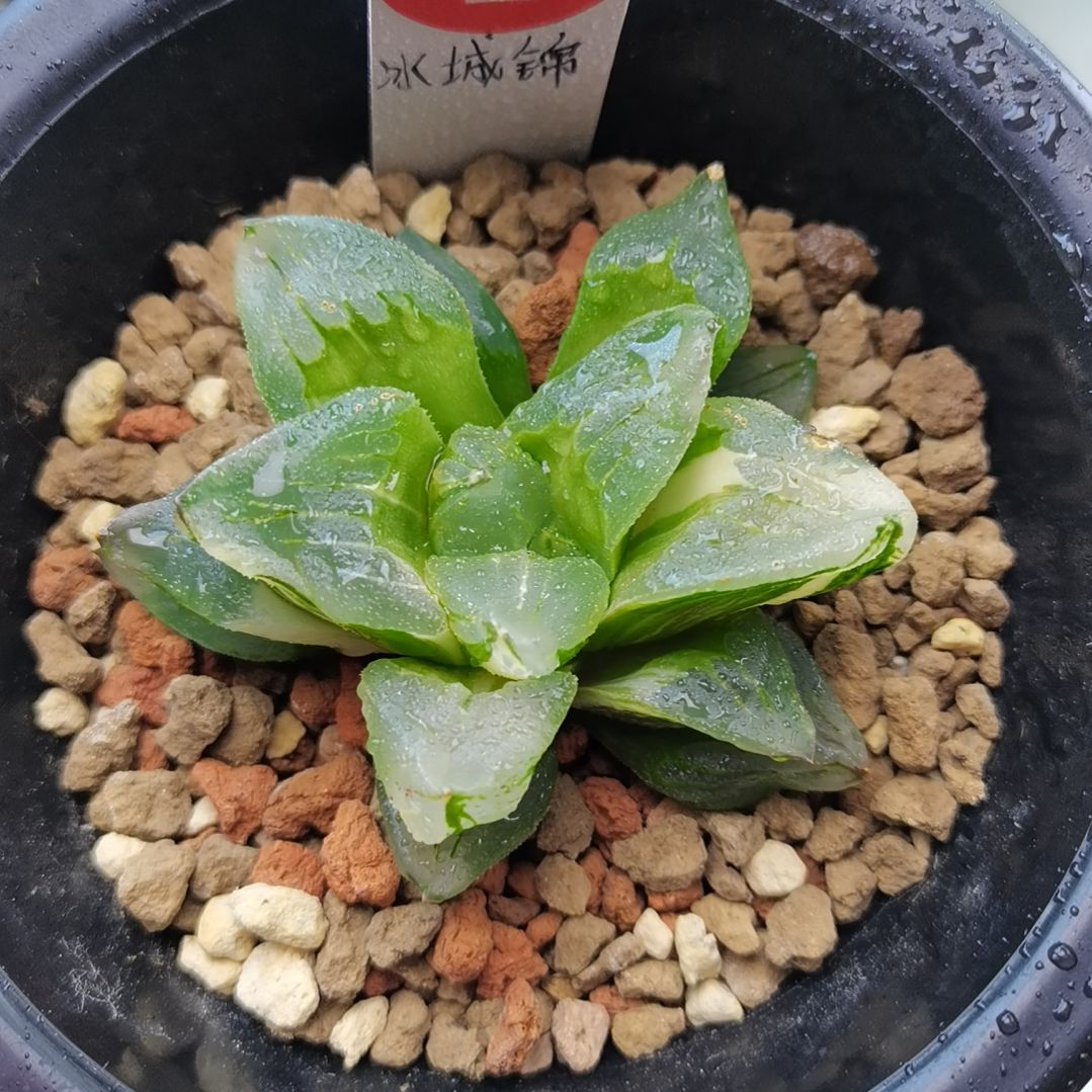 2号冰城锦一物一拍带盆土发货