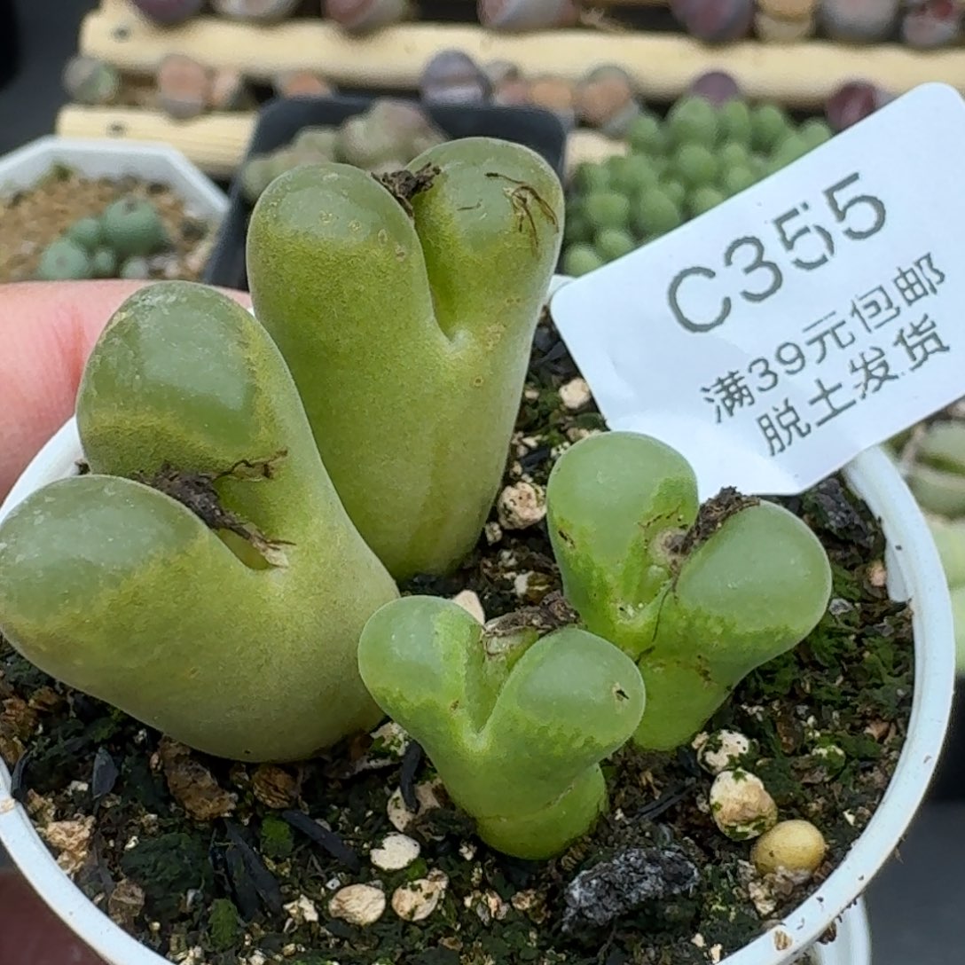 355两颗双头风铃