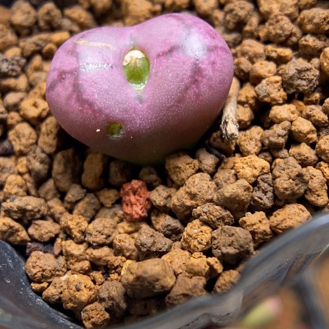 多肉植物肉锥杂交K-4817 吕杂