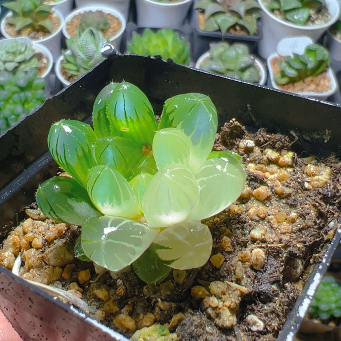 实生玉露锦多肉1