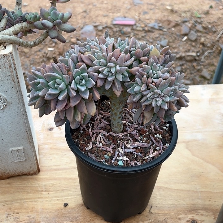 多肉植物，淡雪缀