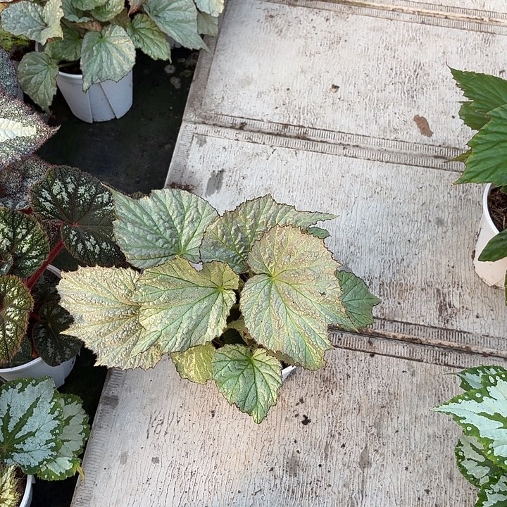 完全开放镀银秋海棠