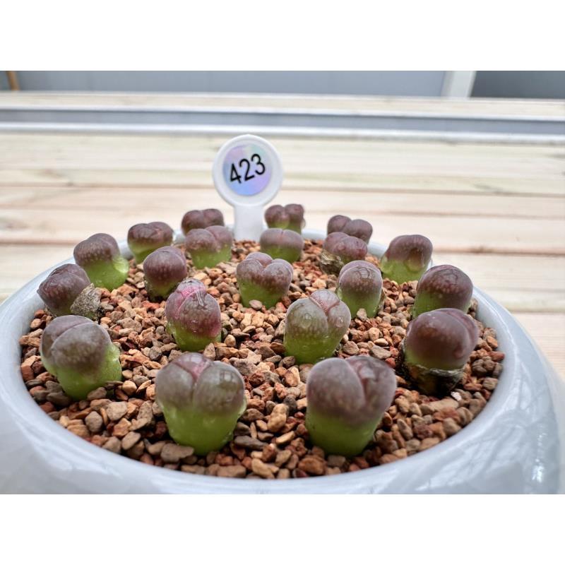 423多肉植物肉锥杰克风铃一颗