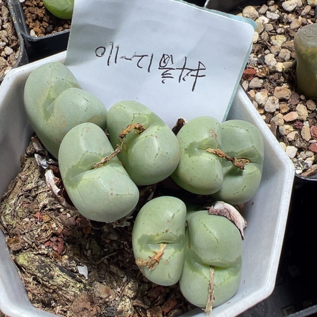 12-110肉锥多肉植物