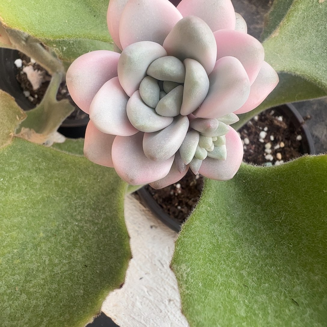 海***豹多肉植物多肉植物